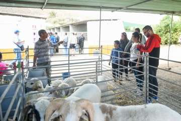 Más de 900 animales en la Feria de Ganado de Gran Canaria (Foto TA)